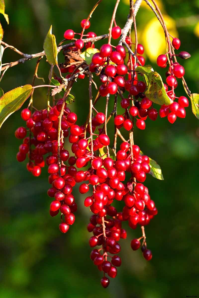 The Ultimate Fall Berry Planting Guide