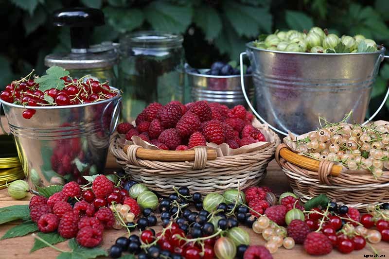 The Ultimate Fall Berry Planting Guide