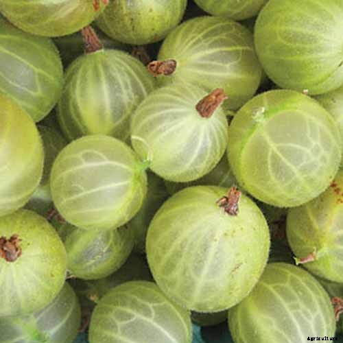 The Ultimate Fall Berry Planting Guide