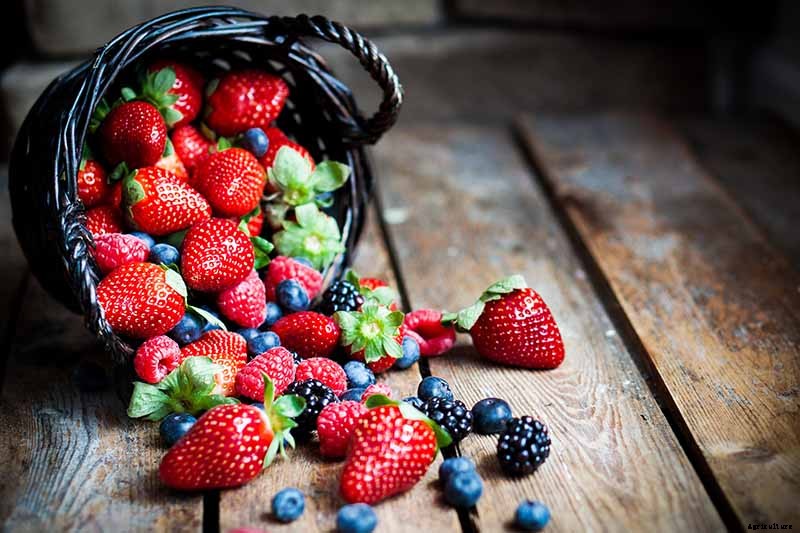 The Ultimate Fall Berry Planting Guide