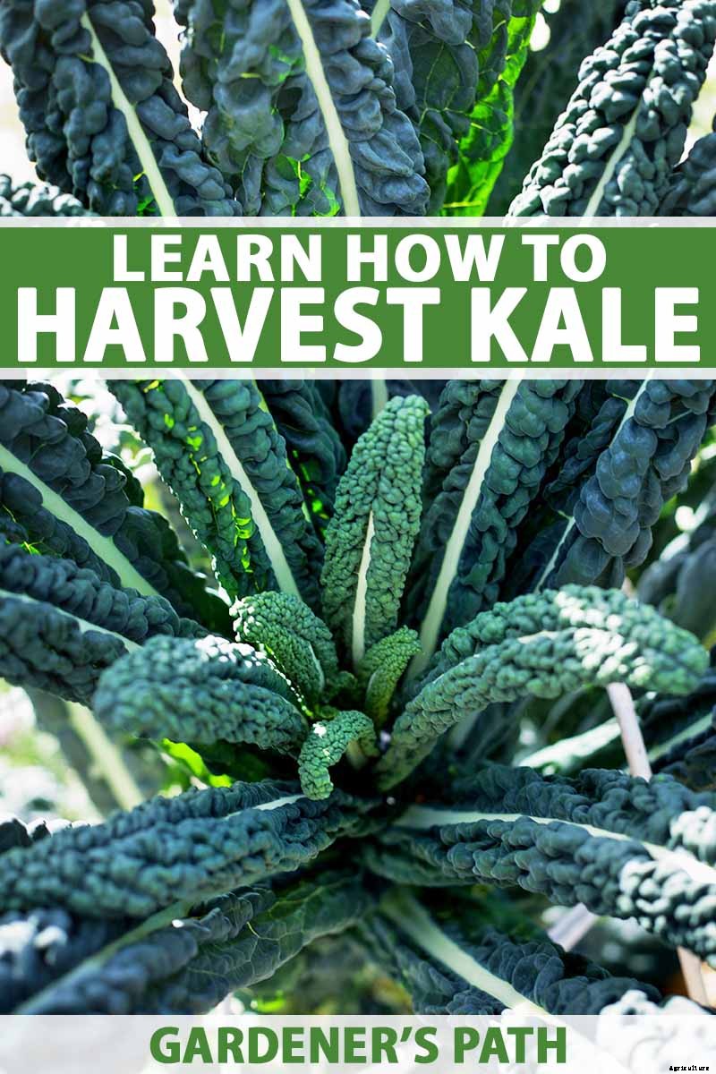 How to Harvest Kale
