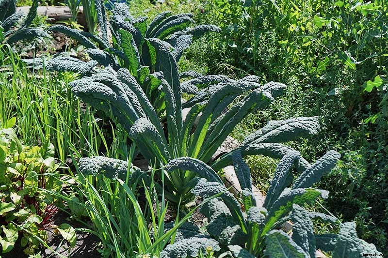 How to Harvest Kale