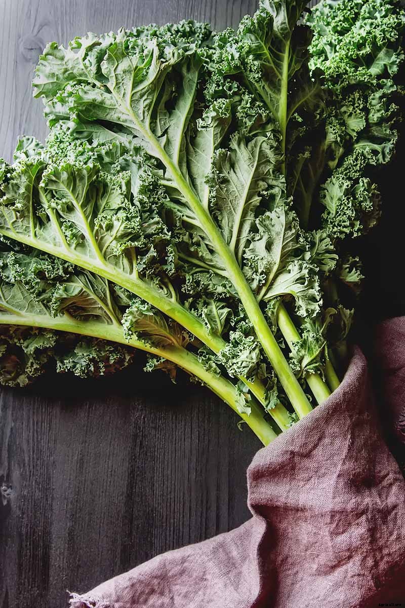 How to Harvest Kale