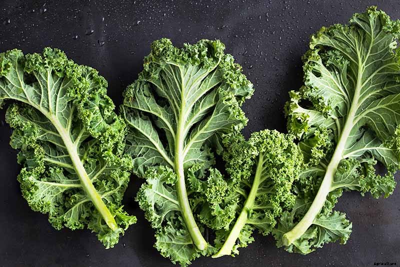 How to Harvest Kale
