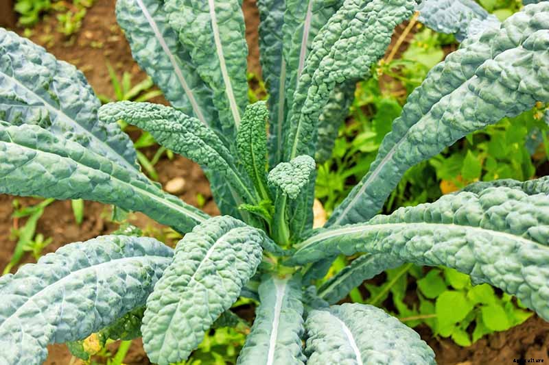 How to Harvest Kale