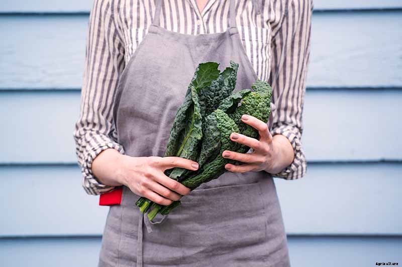 How to Harvest Kale
