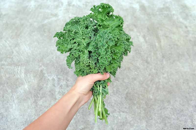 How to Harvest Kale