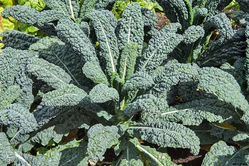 How to Harvest Kale