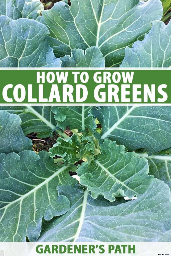 How to Grow Collard Greens, A Taste of Southern Culture