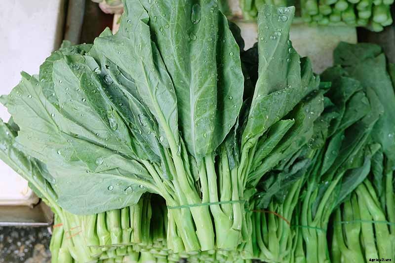 How to Grow Collard Greens, A Taste of Southern Culture