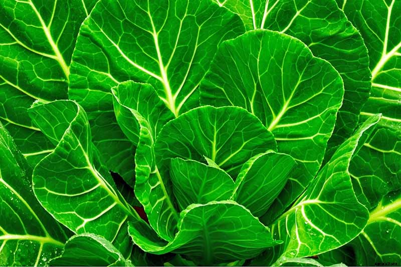 How to Grow Collard Greens, A Taste of Southern Culture