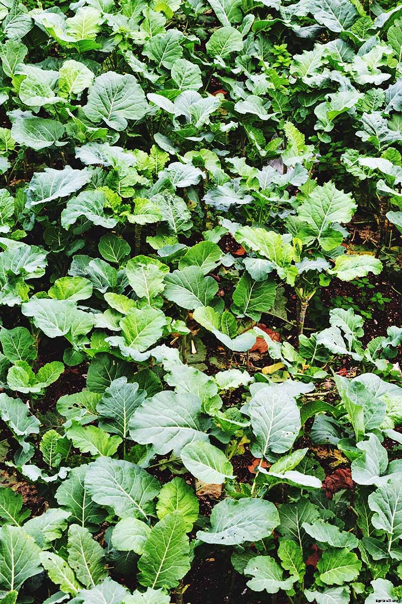How to Grow Collard Greens, A Taste of Southern Culture