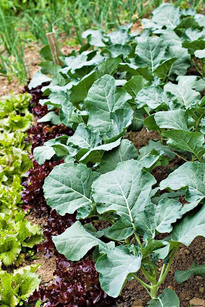 How to Grow Collard Greens, A Taste of Southern Culture