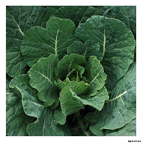 How to Grow Collard Greens, A Taste of Southern Culture