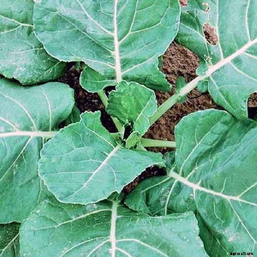 How to Grow Collard Greens, A Taste of Southern Culture