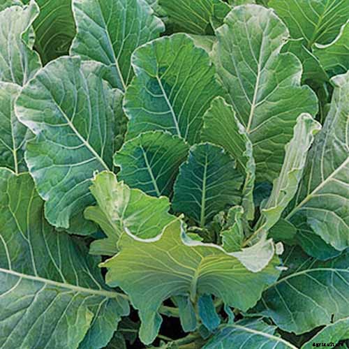 How to Grow Collard Greens, A Taste of Southern Culture