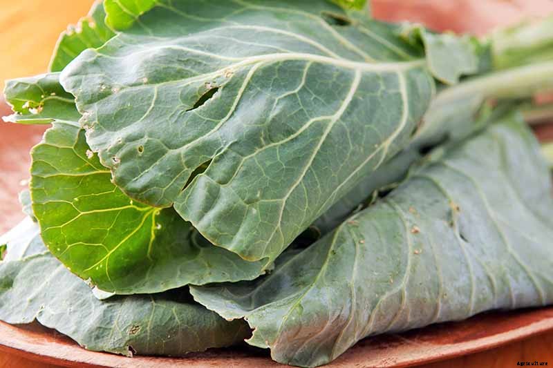 How to Grow Collard Greens, A Taste of Southern Culture