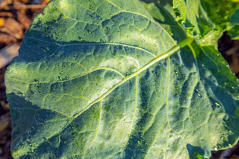 How to Grow Collard Greens, A Taste of Southern Culture