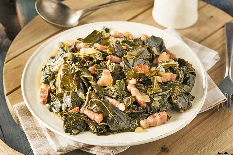 How to Grow Collard Greens, A Taste of Southern Culture