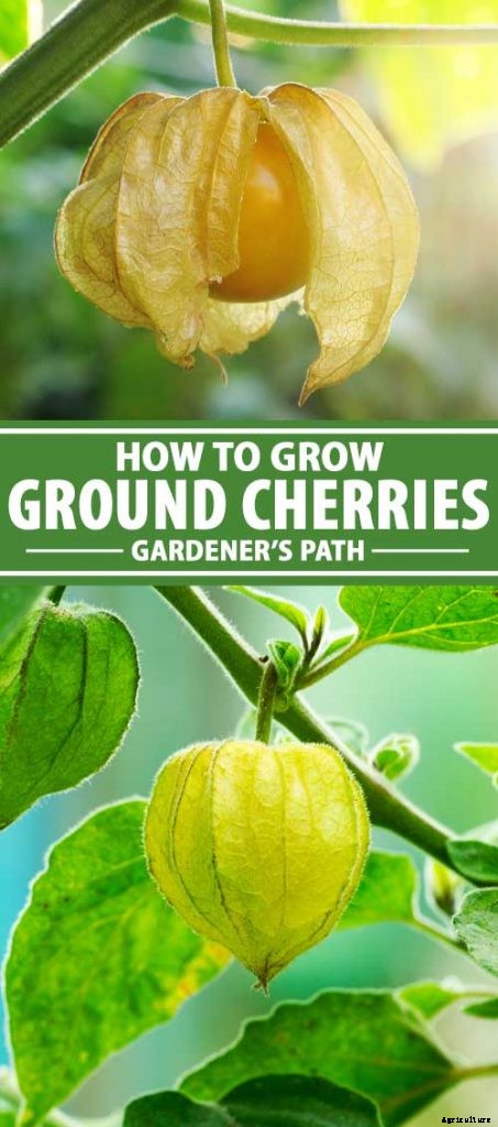 How to Plant and Grow Ground Cherry, A Tasty Tropical Berry