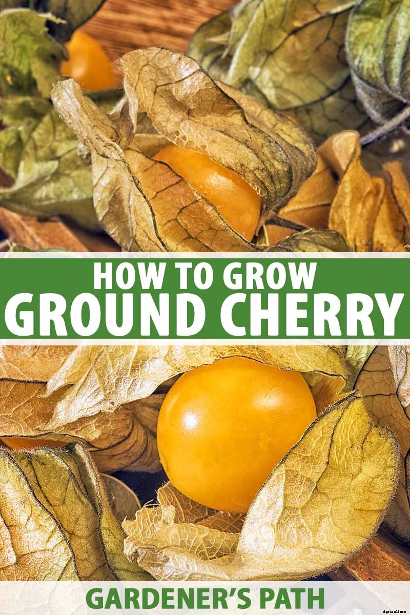 How to Plant and Grow Ground Cherry, A Tasty Tropical Berry