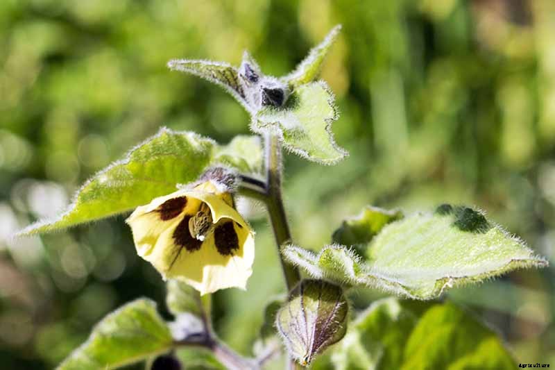 How to Plant and Grow Ground Cherry, A Tasty Tropical Berry
