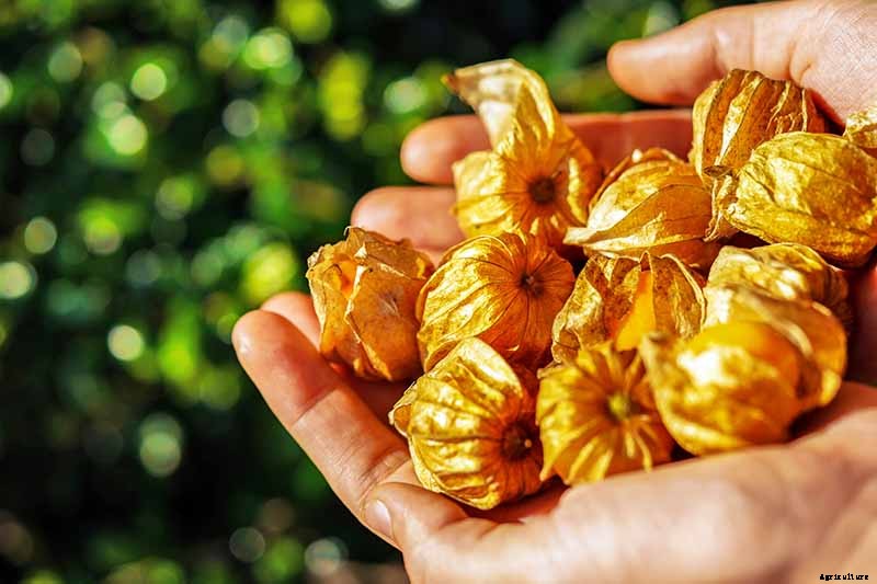 How to Plant and Grow Ground Cherry, A Tasty Tropical Berry