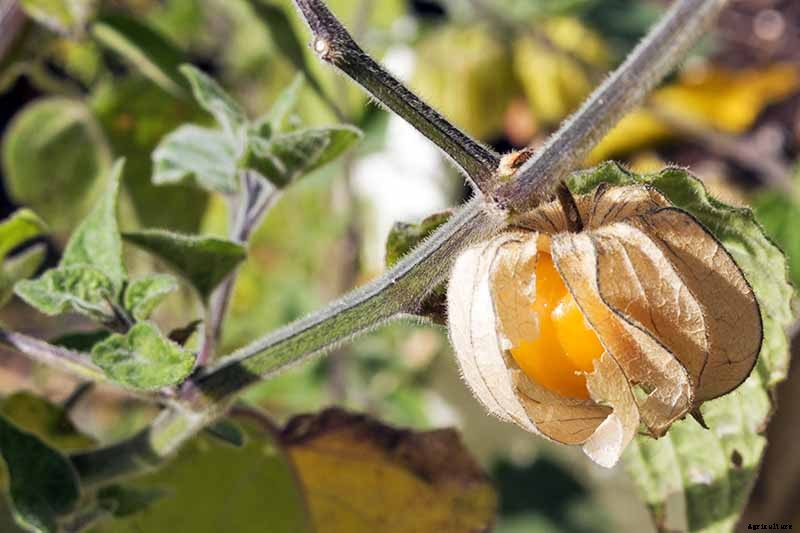 How to Plant and Grow Ground Cherry, A Tasty Tropical Berry