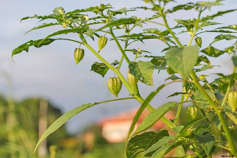 How to Plant and Grow Ground Cherry, A Tasty Tropical Berry