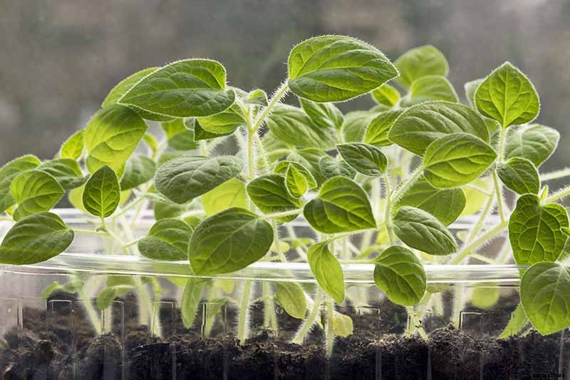 How to Plant and Grow Ground Cherry, A Tasty Tropical Berry