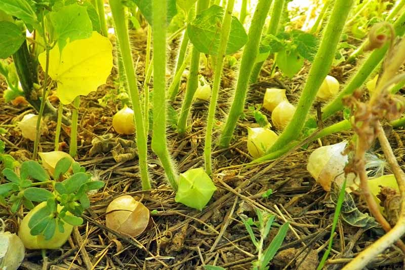 How to Plant and Grow Ground Cherry, A Tasty Tropical Berry