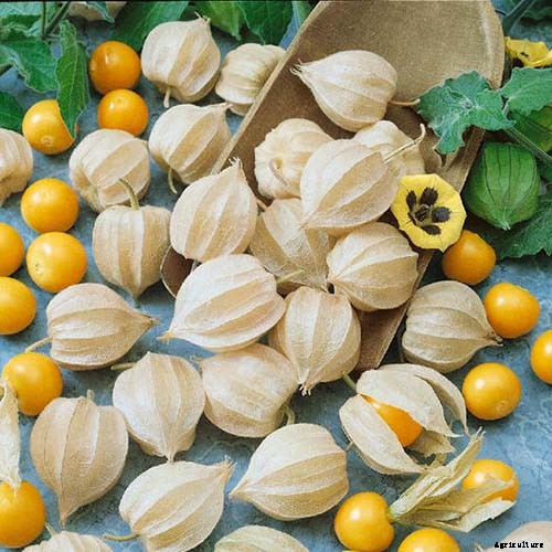 How to Plant and Grow Ground Cherry, A Tasty Tropical Berry