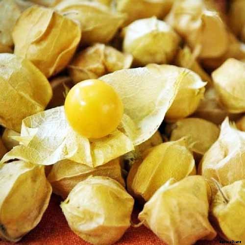 How to Plant and Grow Ground Cherry, A Tasty Tropical Berry