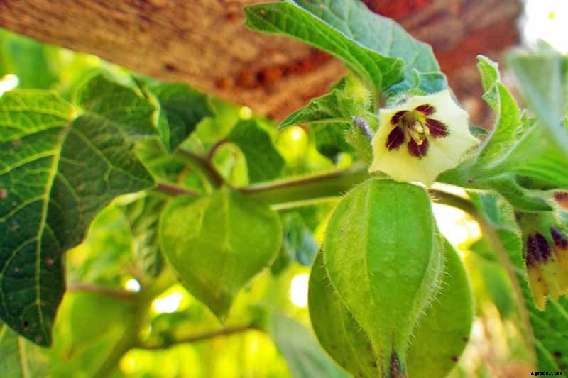 How to Plant and Grow Ground Cherry, A Tasty Tropical Berry
