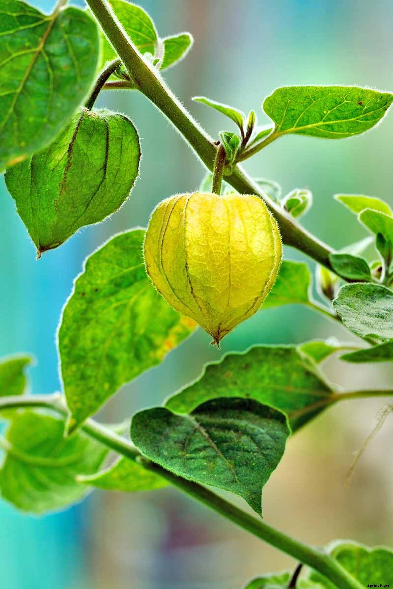 How to Plant and Grow Ground Cherry, A Tasty Tropical Berry