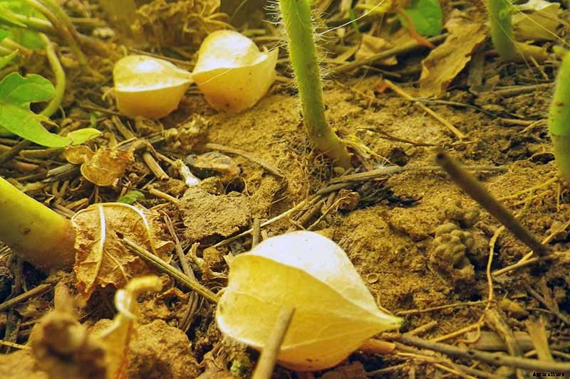 How to Plant and Grow Ground Cherry, A Tasty Tropical Berry
