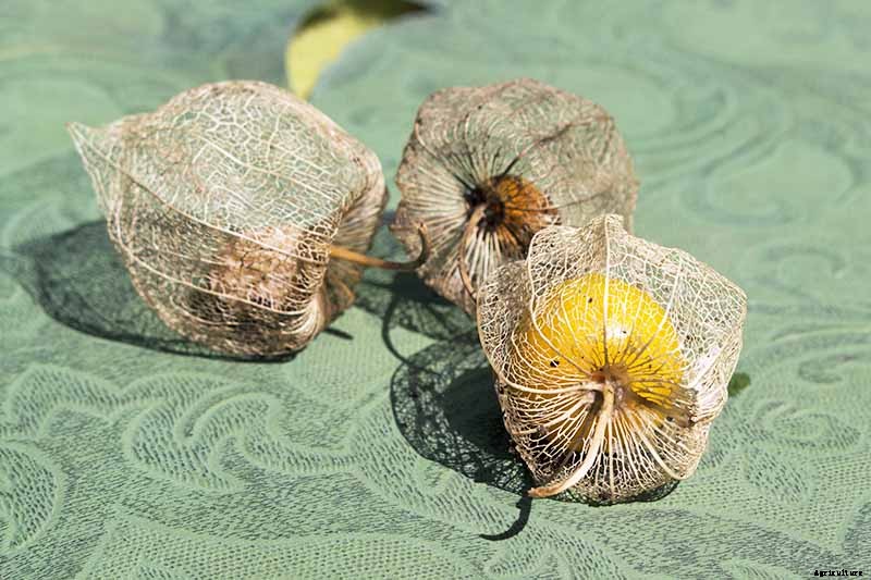 How to Plant and Grow Ground Cherry, A Tasty Tropical Berry
