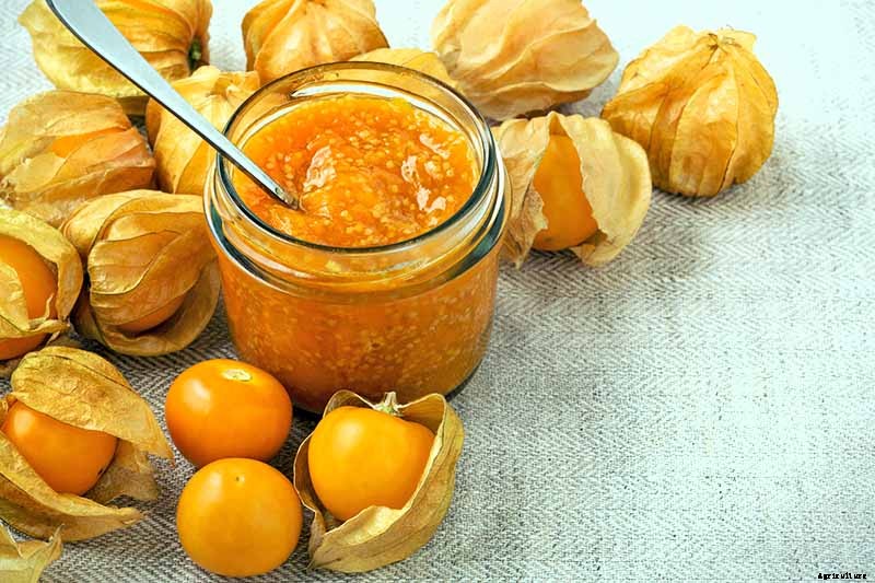 How to Plant and Grow Ground Cherry, A Tasty Tropical Berry