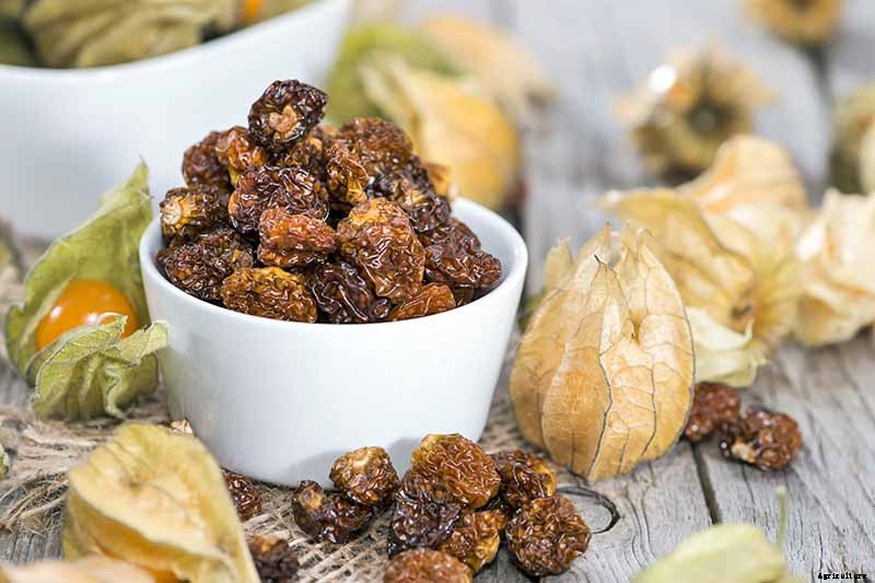 How to Plant and Grow Ground Cherry, A Tasty Tropical Berry