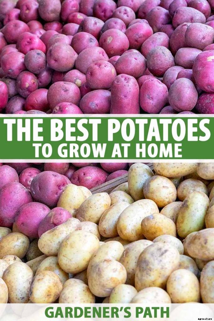 11 of the Best Potato Varieties to Grow at Home