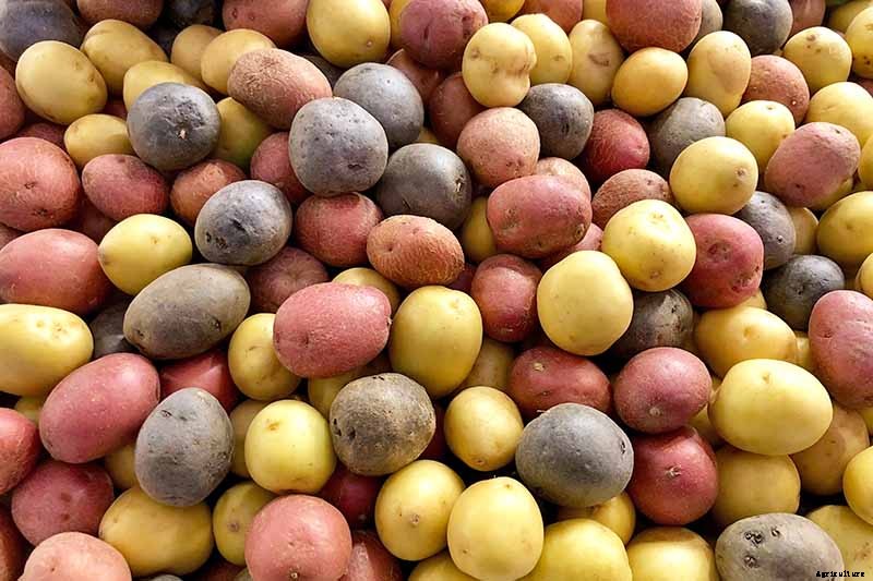 11 of the Best Potato Varieties to Grow at Home