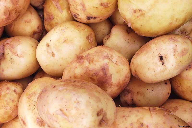 11 of the Best Potato Varieties to Grow at Home