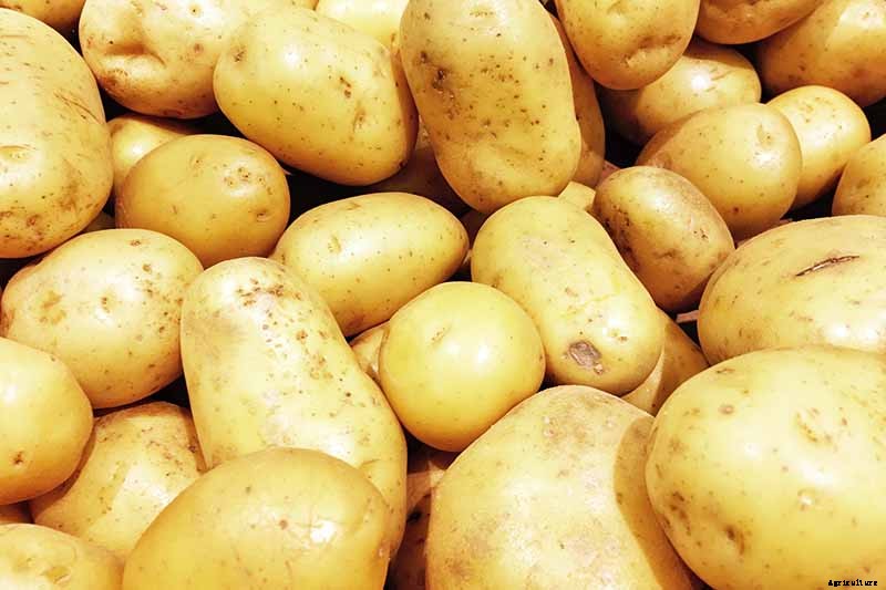 11 of the Best Potato Varieties to Grow at Home