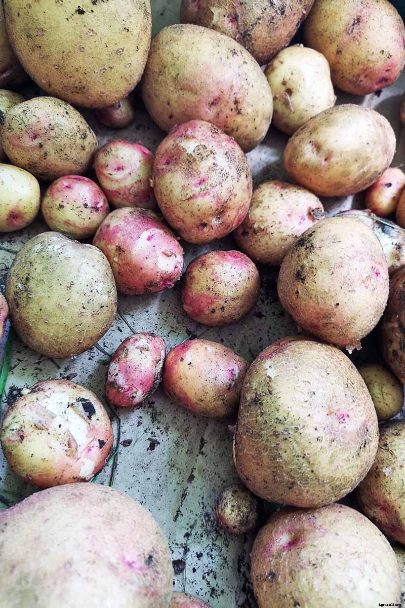 11 of the Best Potato Varieties to Grow at Home