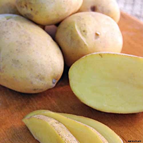 11 of the Best Potato Varieties to Grow at Home