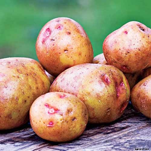 11 of the Best Potato Varieties to Grow at Home