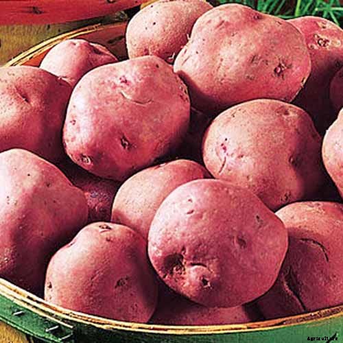 11 of the Best Potato Varieties to Grow at Home