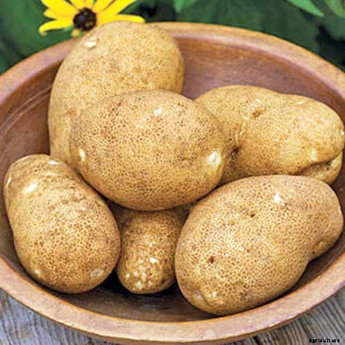 11 of the Best Potato Varieties to Grow at Home