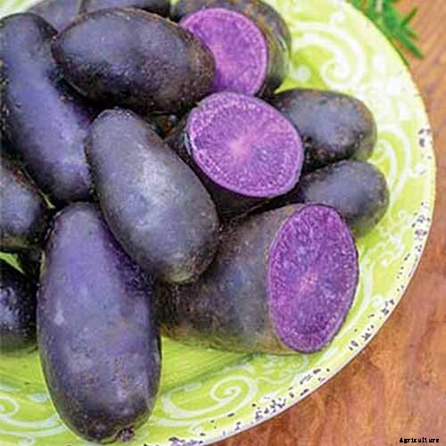 11 of the Best Potato Varieties to Grow at Home