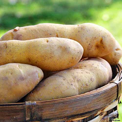 11 of the Best Potato Varieties to Grow at Home